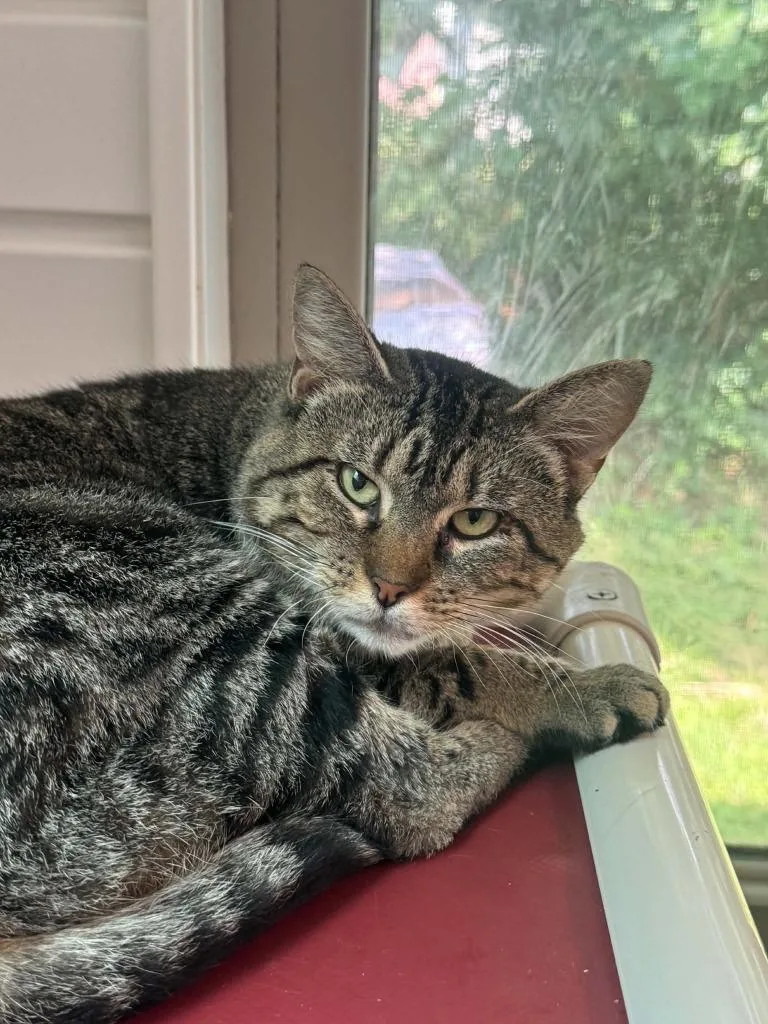 A young medium-sized male Domestic Short Hair cat named Ricky Dicky Ding Dong for adoption in Marion, OH