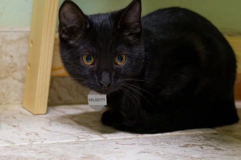 A baby medium-sized female American Bobtail cat named Velocity for adoption in Hot Springs, AR