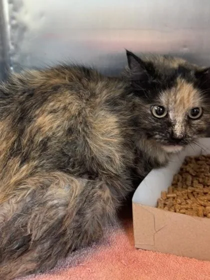 60632498 thumbnail 2