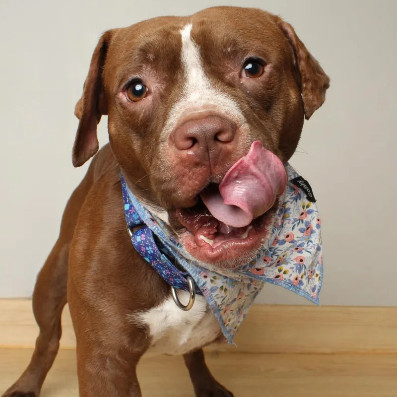 An adult medium-sized male Brown / Chocolate Pit Bull Terrier dog named Toffee D for adoption in Minnetonka, MN