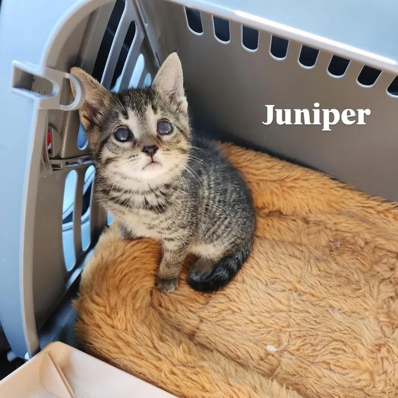 Juniperready In July thumbnail 4
