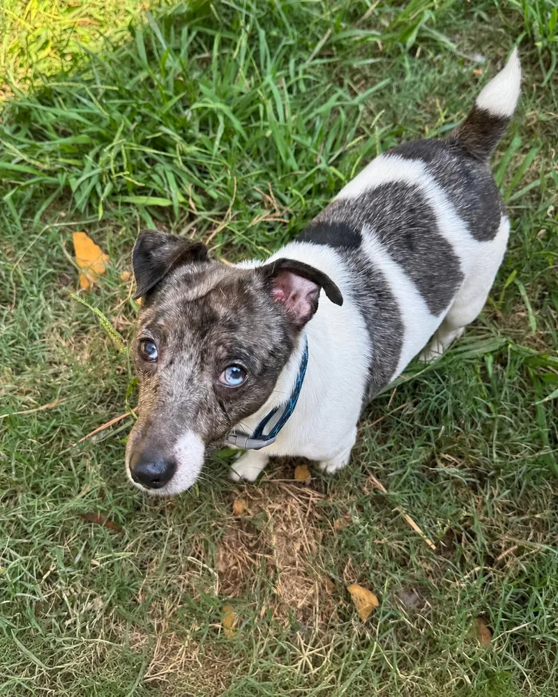 An adult small-sized male Merle (Blue) Jack Russell Terrier dog named Finnegan for adoption in Calera, AL