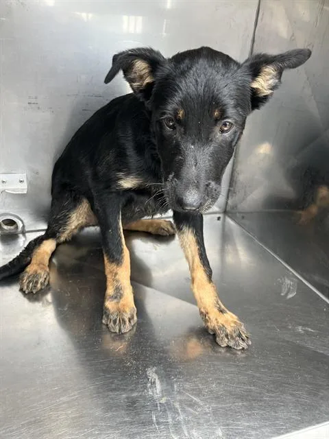 A baby small-sized male Mixed Breed dog named Blackie for adoption in Dallas, TX