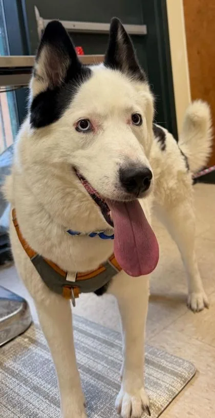 An adult large-sized female Siberian Husky dog named Kiki for adoption in Burlington, WA