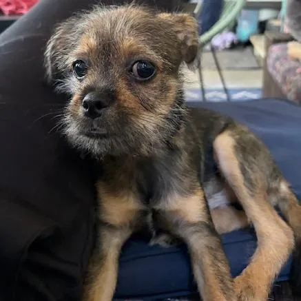 A baby small-sized male Brussels Griffon dog named Geoff for adoption in Kansas City, MO