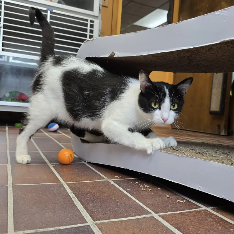 A young medium-sized female Black & White / Tuxedo Domestic Short Hair cat named Gretta for adoption in Des Moines, IA