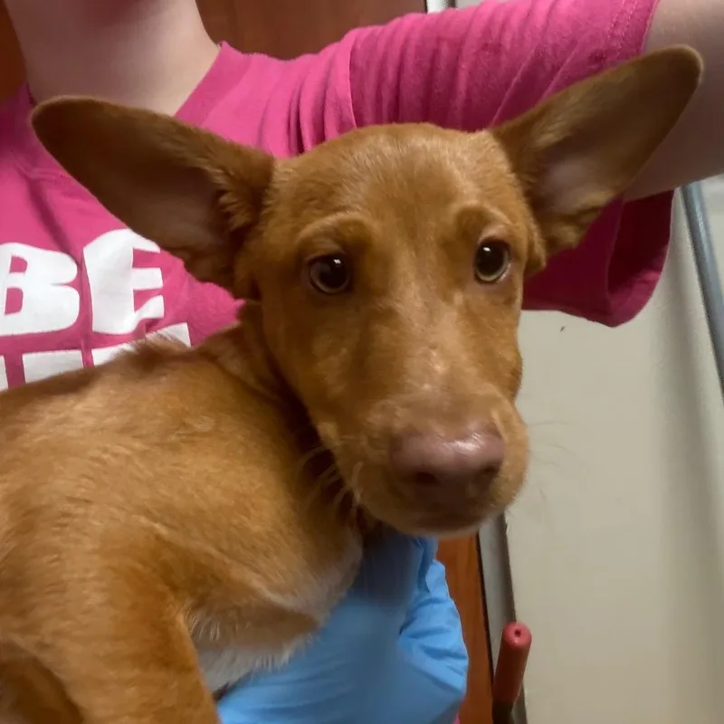 A baby small-sized male Brown / Chocolate Basenji dog named Pachito for adoption in Yuma, AZ