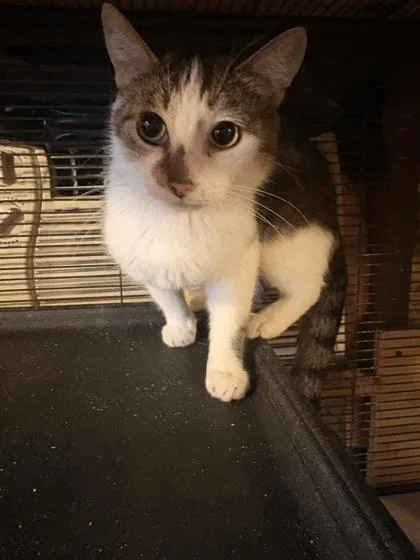 A young small-sized female Domestic Short Hair cat named Snow White for adoption in St. Anne, IL