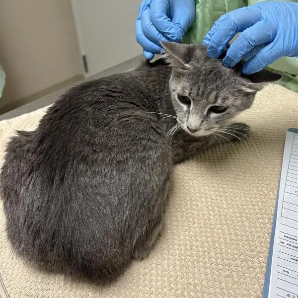 An adult medium-sized female Gray / Blue / Silver Domestic Short Hair cat named Leonarda for adoption in Tempe, AZ