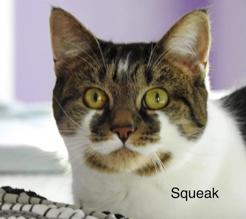 An adult medium-sized female Tabby (Gray / Blue / Silver) Domestic Short Hair cat named Squeak for adoption in Wells, ME