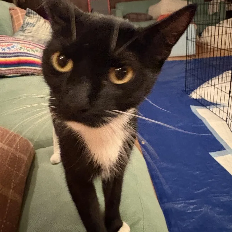 An adult medium-sized female Black Domestic Short Hair cat named Lily for adoption in Point Richmond, CA