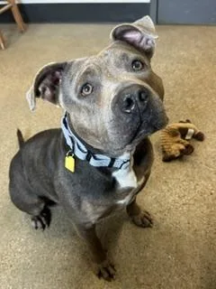 An adult large-sized female Gray / Blue / Silver Pit Bull Terrier dog named Bramble for adoption in Cleveland, OH