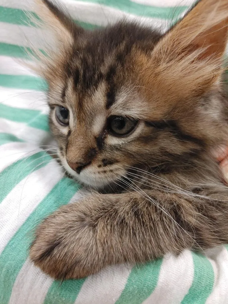 A baby medium-sized female White Domestic Medium Hair cat named Bernice for adoption in Shawnee, KS
