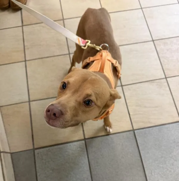 A young small-sized female Pit Bull Terrier dog named Bella for adoption in Virginia Beach, VA