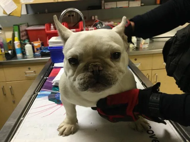 An adult small-sized female French Bulldog dog named Juni for adoption in Riverside, CA