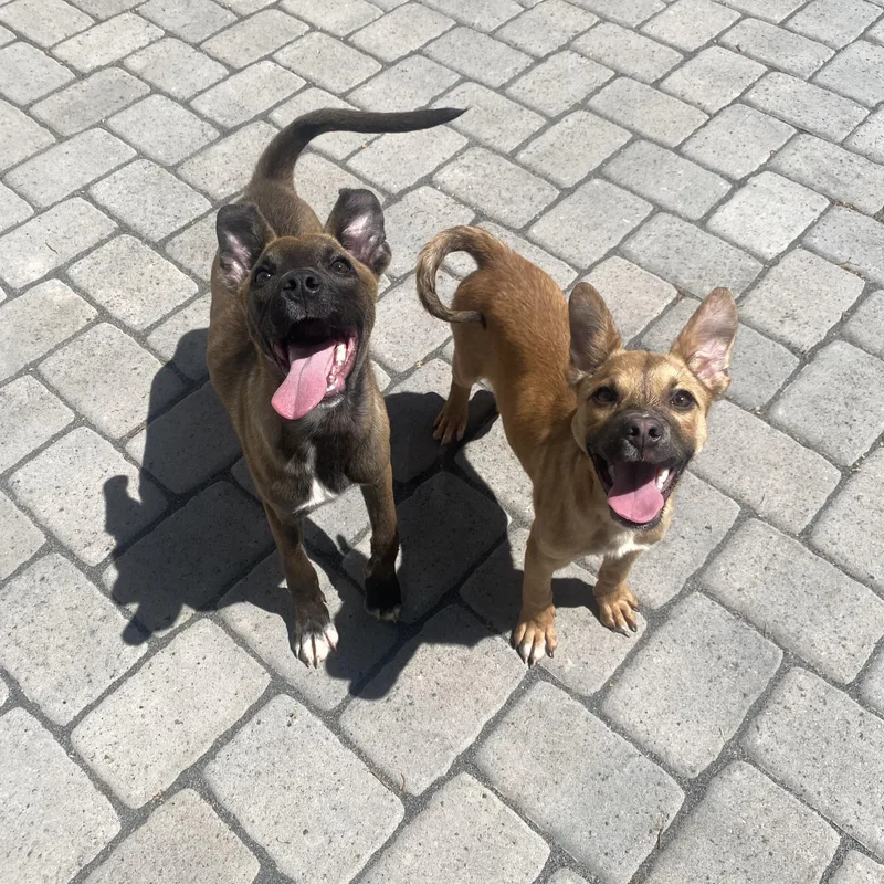 A baby medium-sized female Belgian Shepherd / Malinois dog named Caramel for adoption in Sammamish, WA
