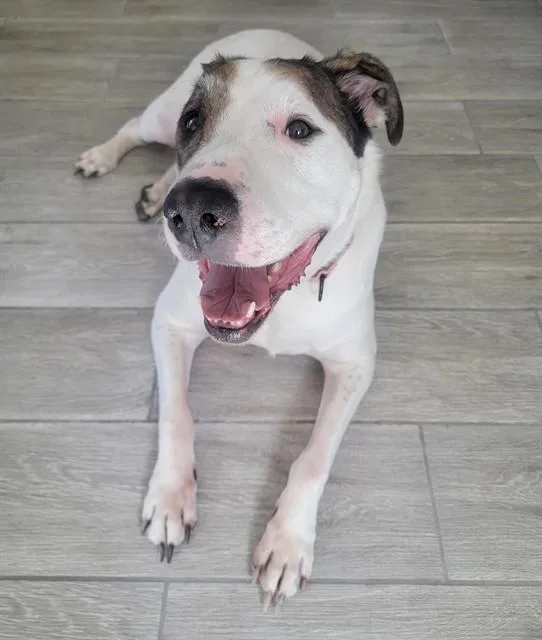 An adult large-sized male Cane Corso dog named Boss for adoption in Mesa, AZ
