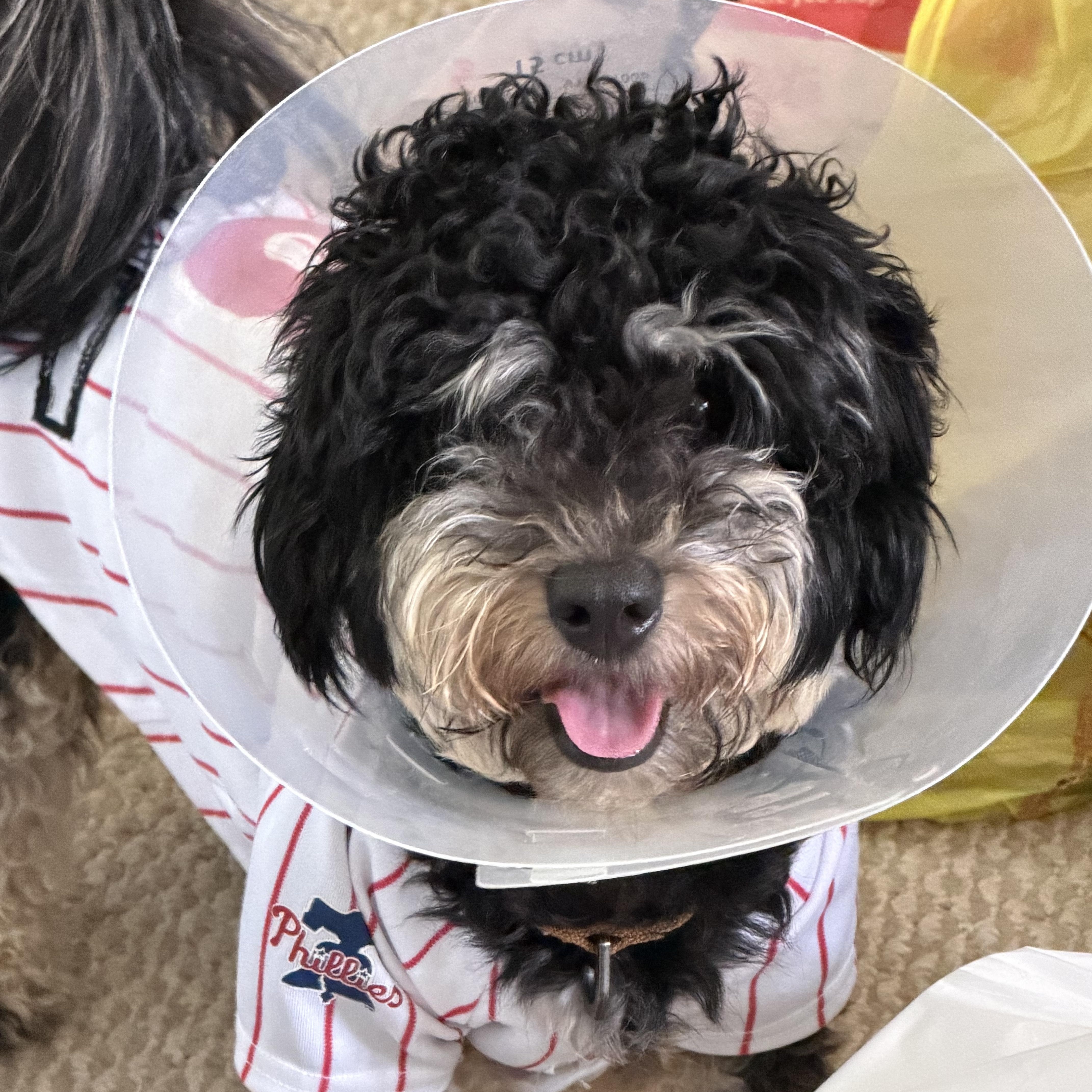 A young small-sized male Cavapoo dog named Teetee for adoption in Philadelphia, PA