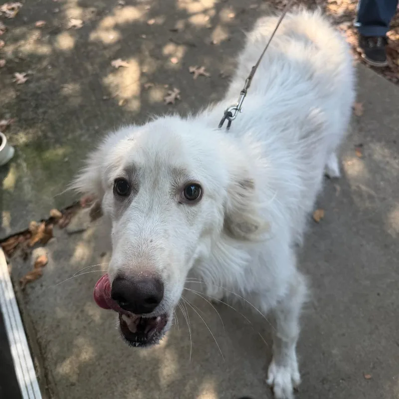 An adult large-sized male Husky dog named Gizmo for adoption in Birmingham, AL