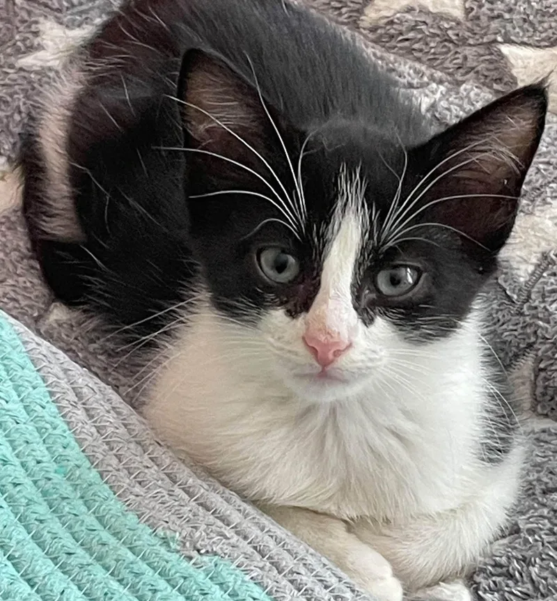 A baby medium-sized male Black & White / Tuxedo Domestic Short Hair cat named Brent for adoption in Concord, NC