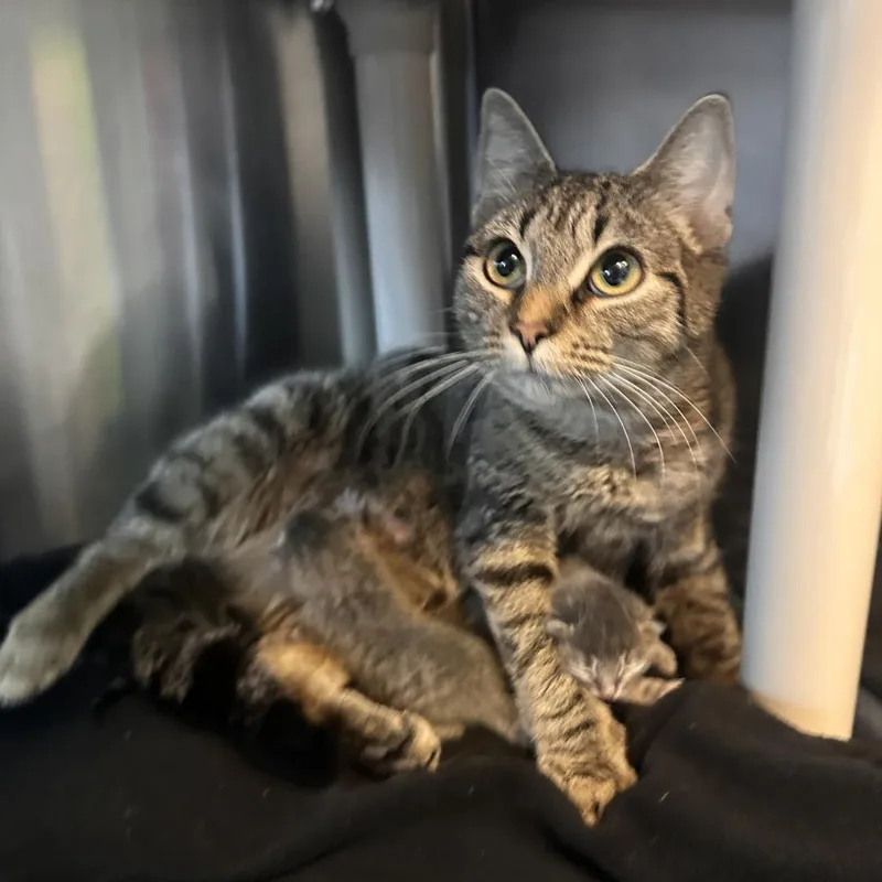 A young medium-sized female Brown / Chocolate Domestic Short Hair cat named Rue for adoption in Rocky Mount, VA