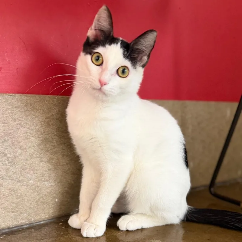 A baby small-sized male White Domestic Short Hair cat named Amos for adoption in Green Bay, WI