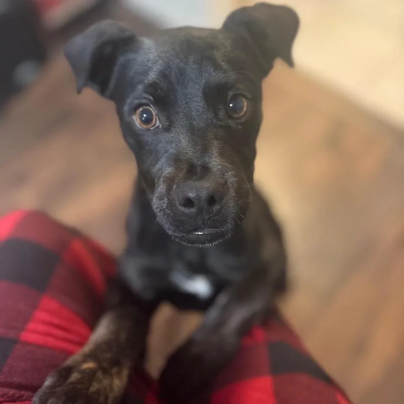 Jitter Bug thumbnail 2