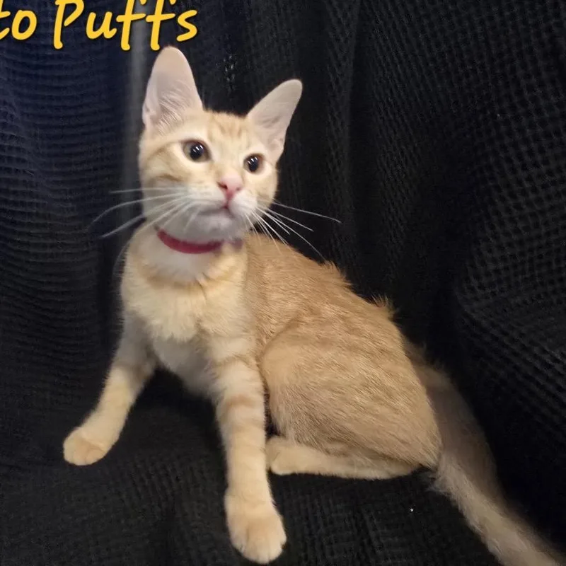 A baby small-sized female Orange / Red Domestic Short Hair cat named Cheeto Puffs for adoption in Westminster, CA