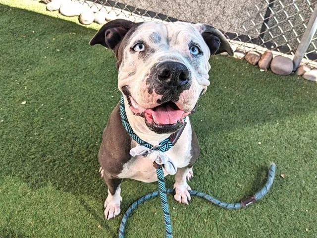 A young large-sized female Pit Bull Terrier dog named Ocean for adoption in Phoenix, AZ