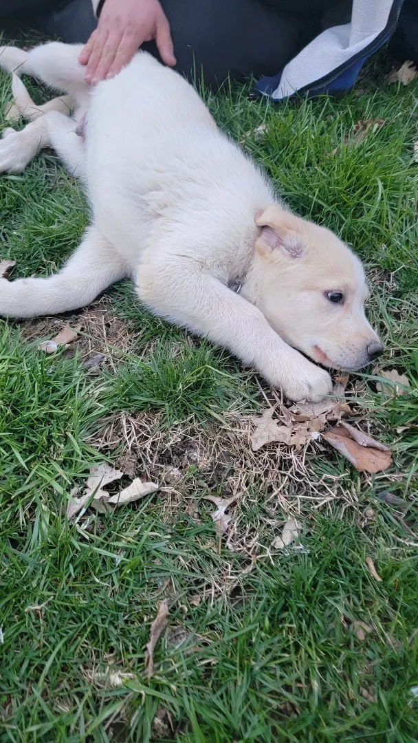 A baby extra large-sized male Great Pyrenees dog named Sammy for adoption