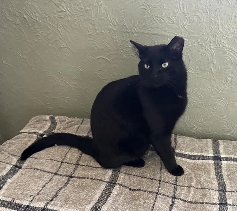 An adult large-sized male Black Domestic Short Hair cat named Rudy for adoption in Rochester, IN
