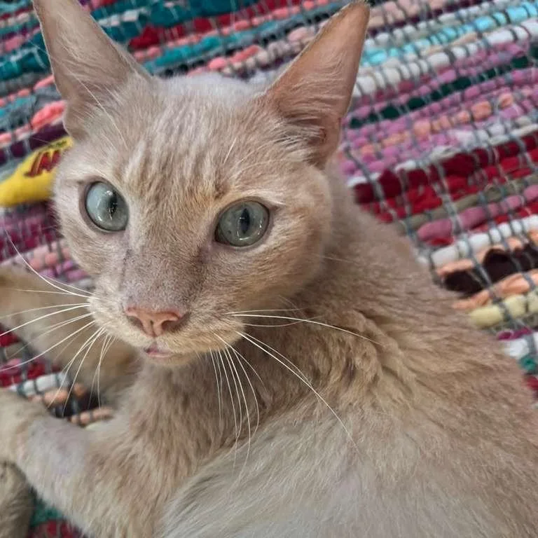 An adult medium-sized male Buff / Tan / Fawn Domestic Short Hair cat named Artemis for adoption in Gibsonia, PA