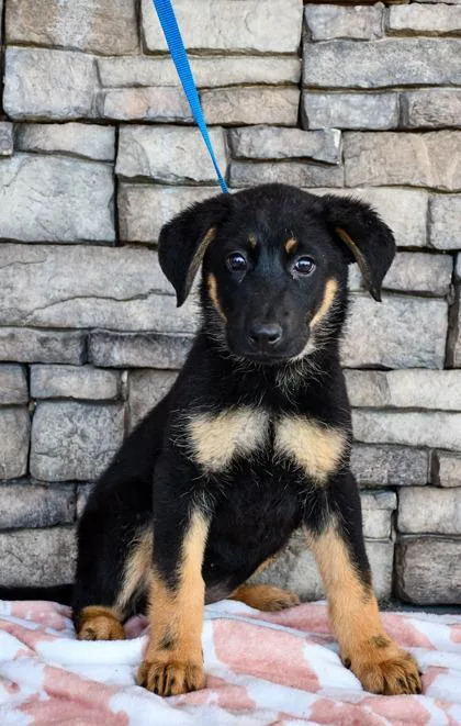 A baby large-sized female Labrador Retriever dog named Amber for adoption in Yakima, WA