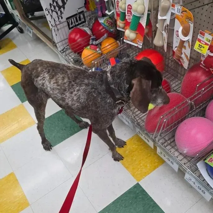 A senior medium-sized male Brown / Chocolate German Shorthaired Pointer dog named Chef for adoption in Ingleside, IL