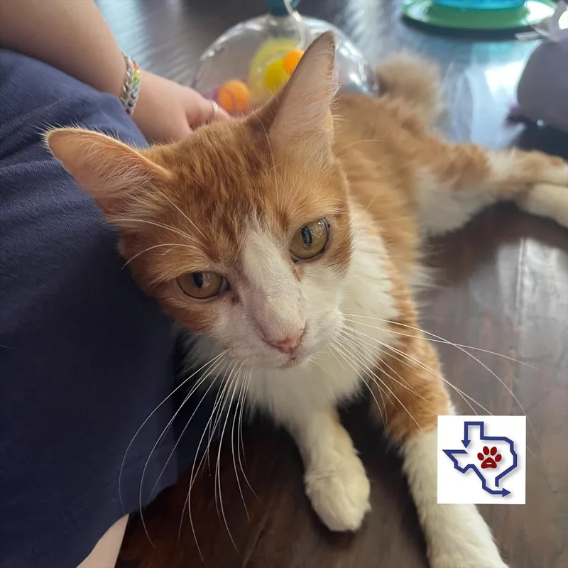 An adult medium-sized male Domestic Short Hair cat named Oscar for adoption in Houston, TX