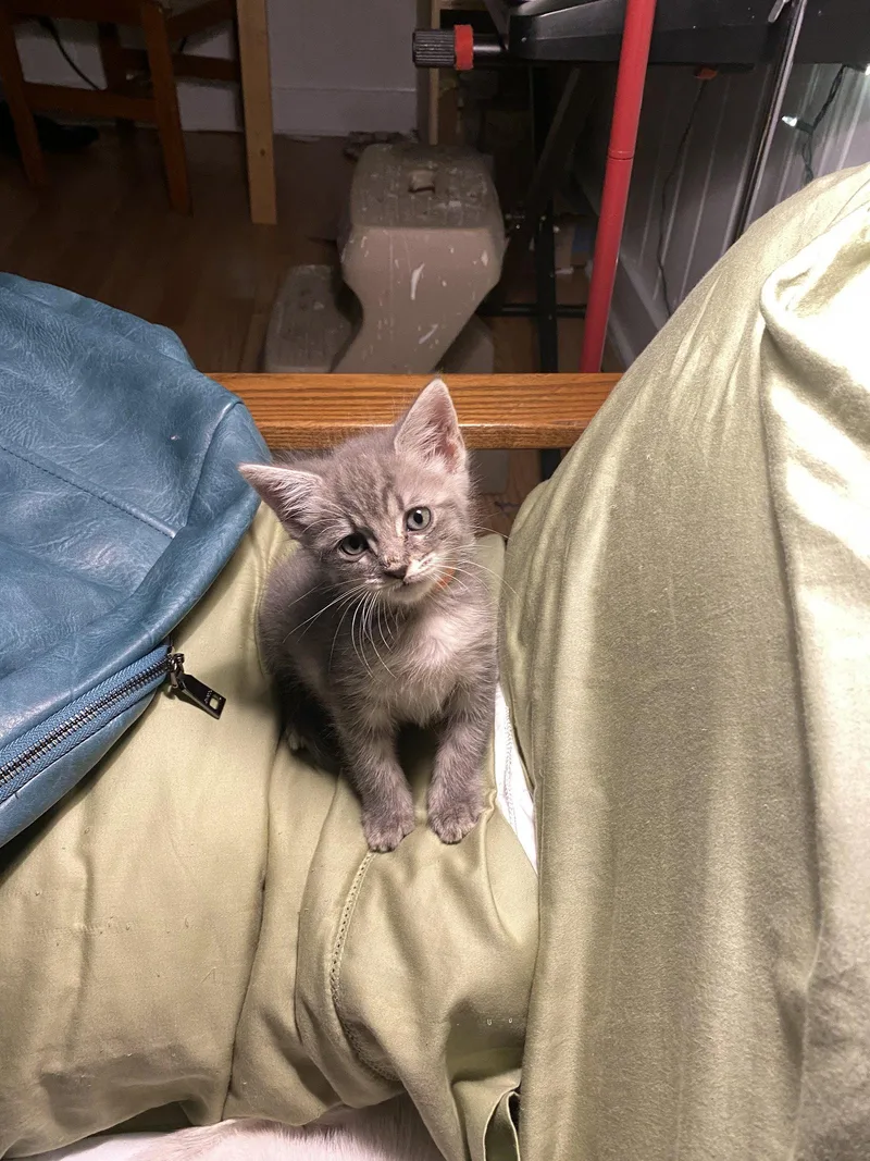 A baby medium-sized female Tabby cat named Delphia for adoption in Wesley Chapel, FL
