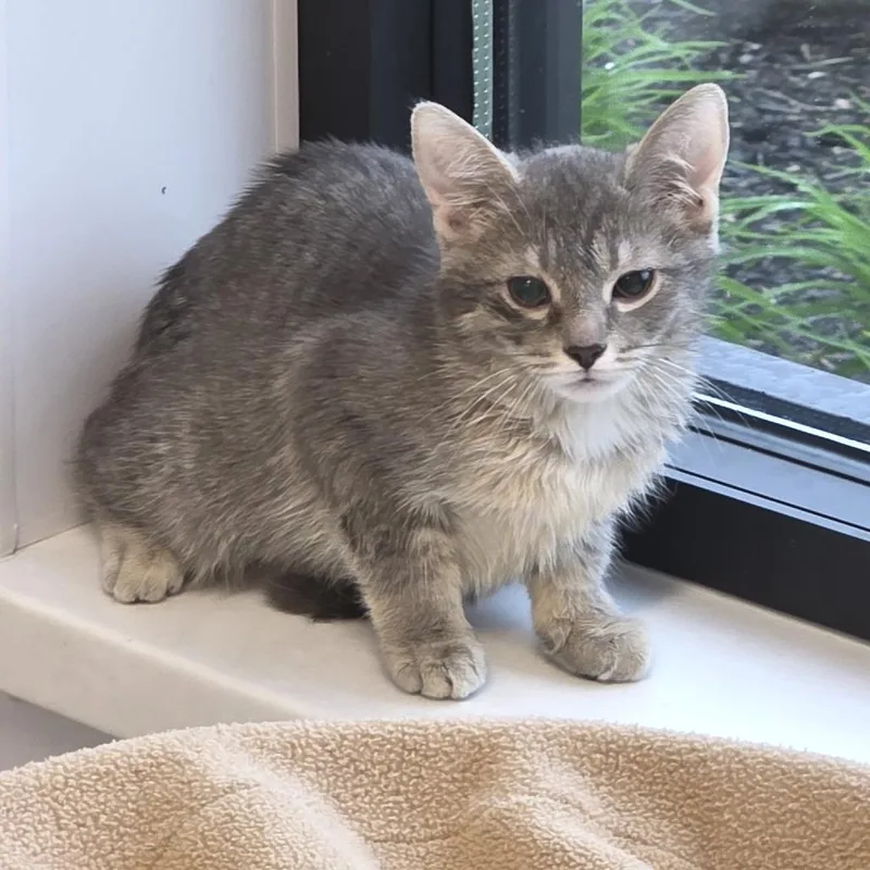 A baby small-sized female Gray / Blue / Silver Domestic Short Hair cat named Starlight Express for adoption in Fort Wayne, IN
