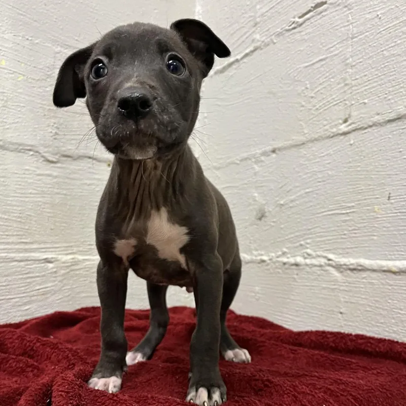 A young small-sized male Black Labrador Retriever dog named Oreo for adoption in Clanton, AL