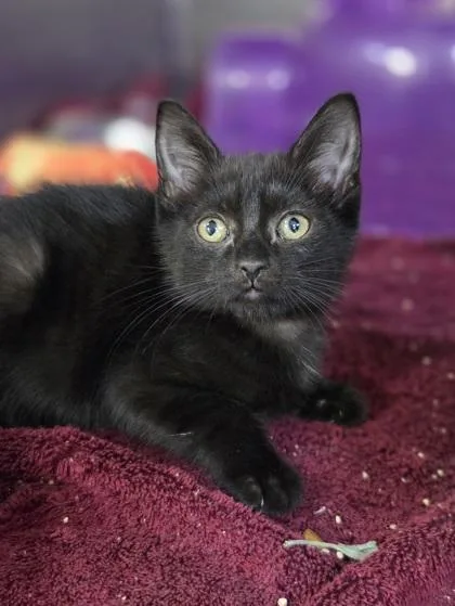 A baby small-sized female Domestic Short Hair cat named Jupiter for adoption in Westland, MI
