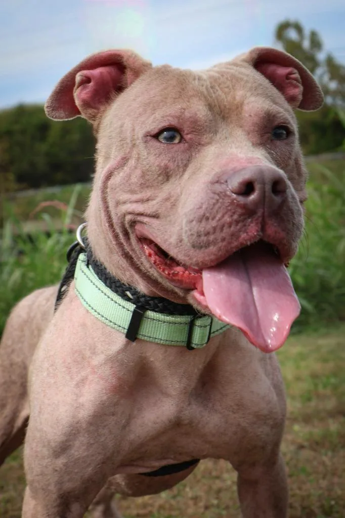 A young medium-sized male Mixed Breed dog named Pinky for adoption in Columbia, TN