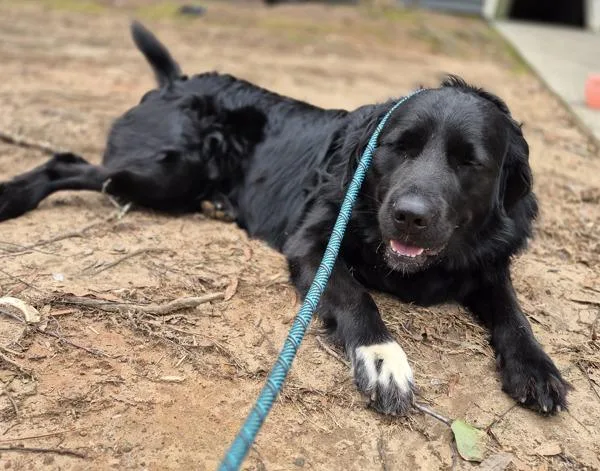 Vc  Milo thumbnail 2