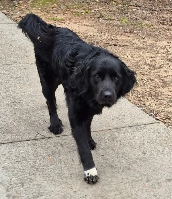 Vc  Milo thumbnail 3