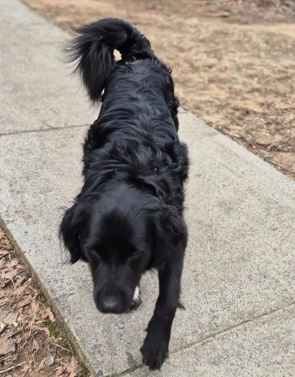 Vc  Milo thumbnail 4