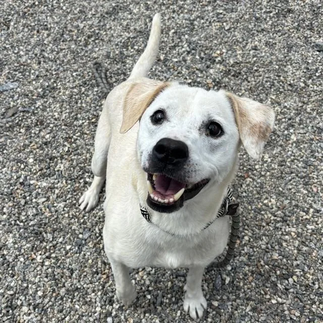 An adult medium-sized female Labrador Retriever dog named Suzy for adoption in Lincolnton, NC