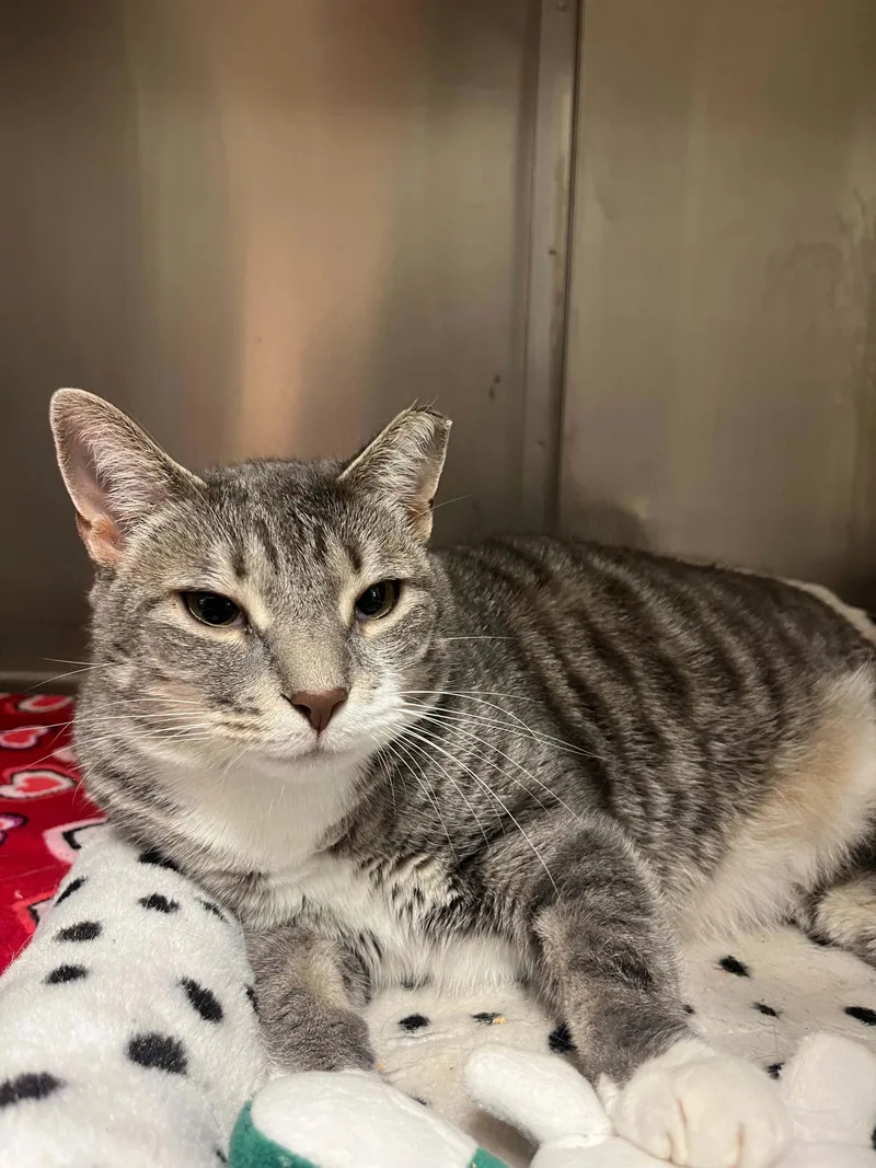 An adult large-sized female Tabby (Gray / Blue / Silver) Domestic Short Hair cat named Nova for adoption in Chambersburg, PA