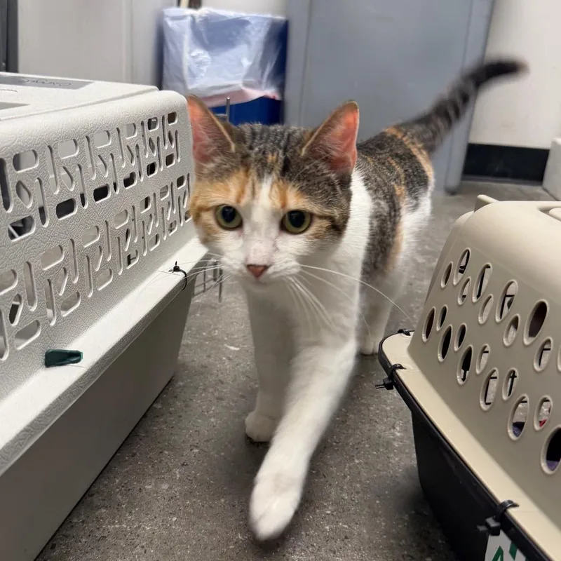 An adult medium-sized female Calico Domestic Short Hair cat named Ginger for adoption in Hamburg, NY