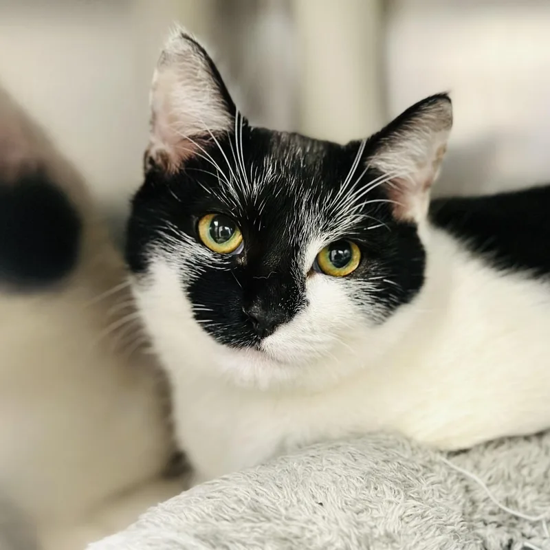 A young medium-sized female Domestic Short Hair cat named Dixie for adoption in Manahawkin, NJ