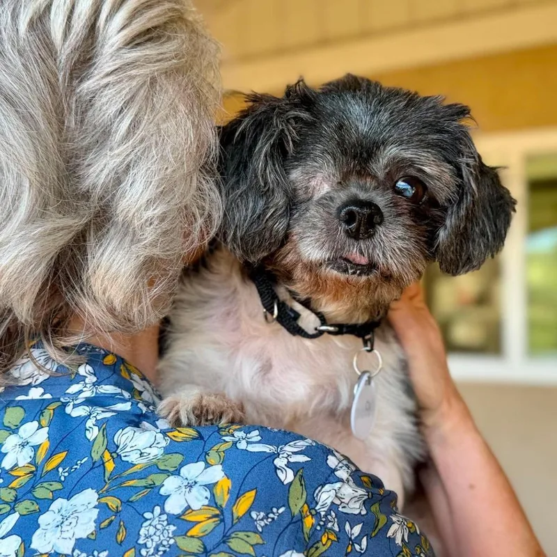 A senior small-sized female Gray / Blue / Silver Shih Tzu dog named Prose for adoption in Ramona, CA