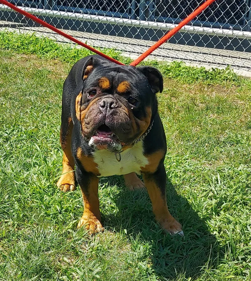 An adult medium-sized male Black English Bulldog dog named 110 for adoption in Pawtucket, RI