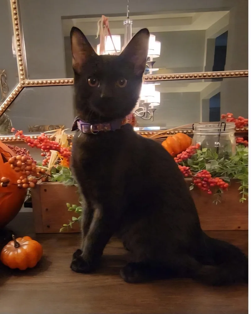 A baby medium-sized male Domestic Short Hair cat named Vigo for adoption in Litchfield Park, AZ